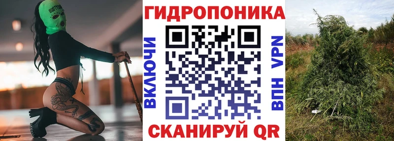 Конопля сатива  как найти   Гагарин 